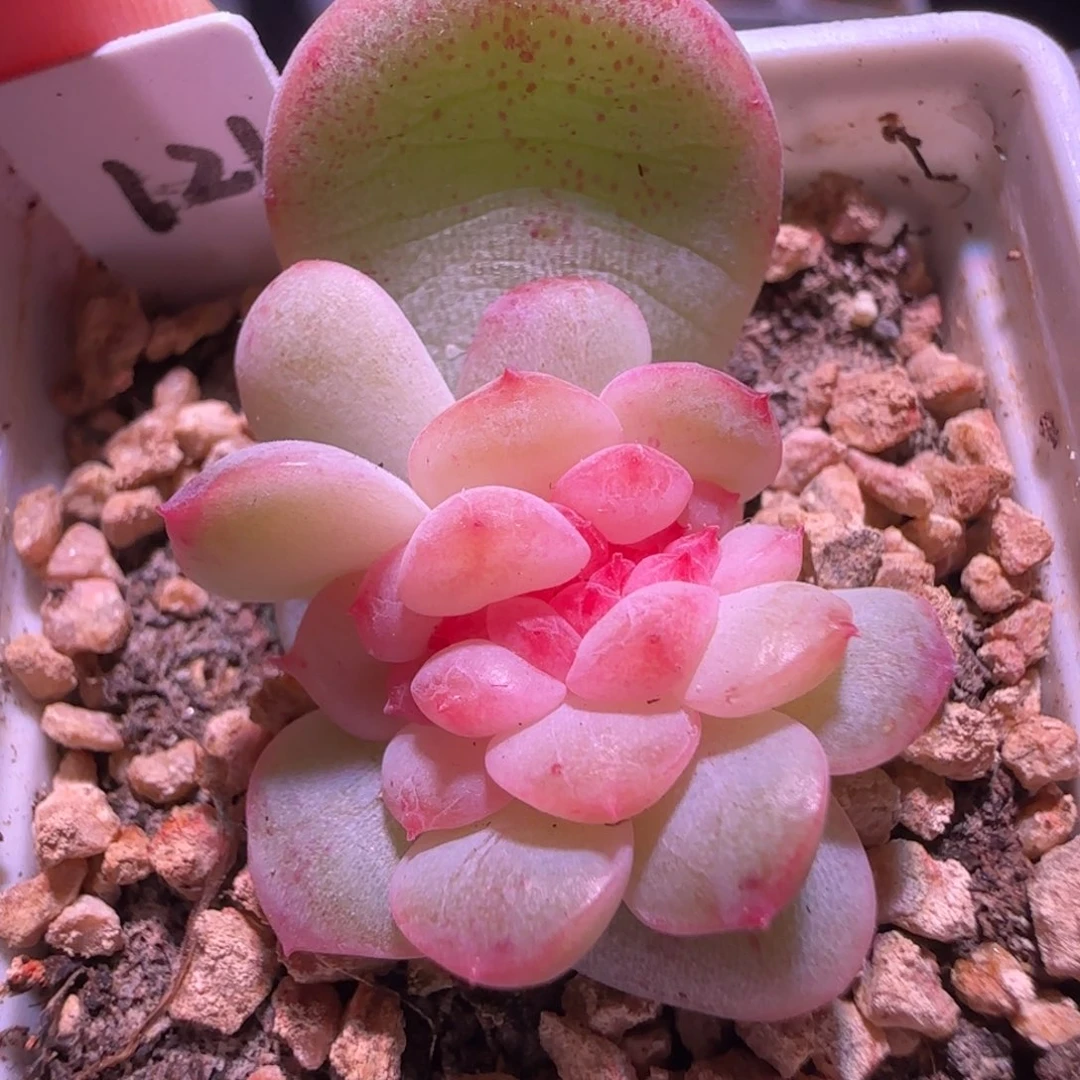 甜心121缀化不包缀开