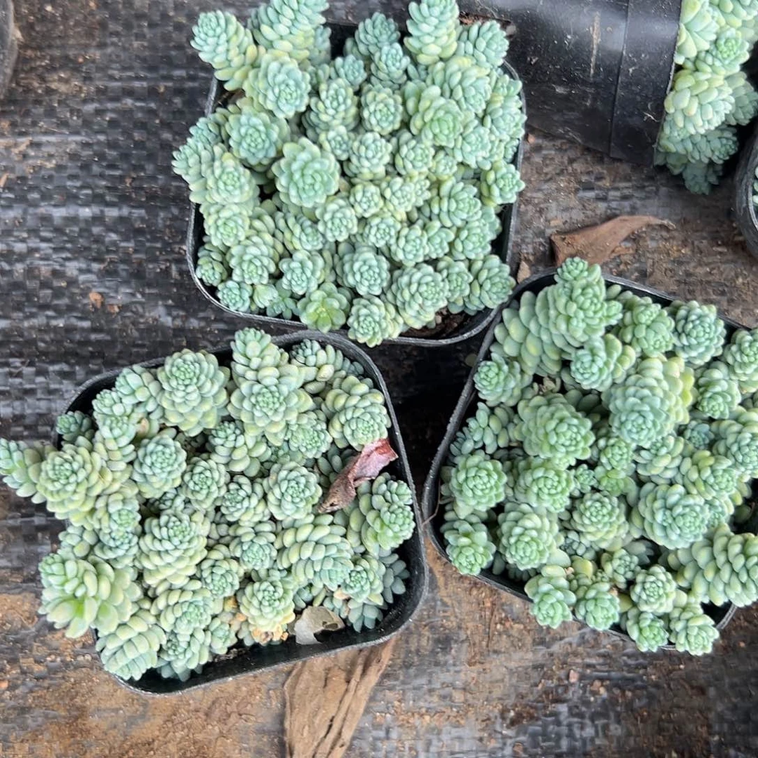 多肉植物姬星美人