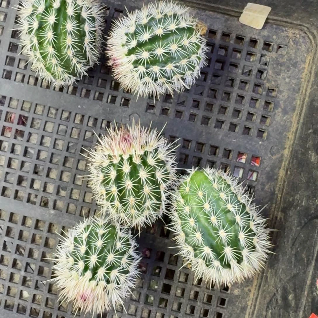 14长刺白红司歪3公分左右无根侧牙，20包邮