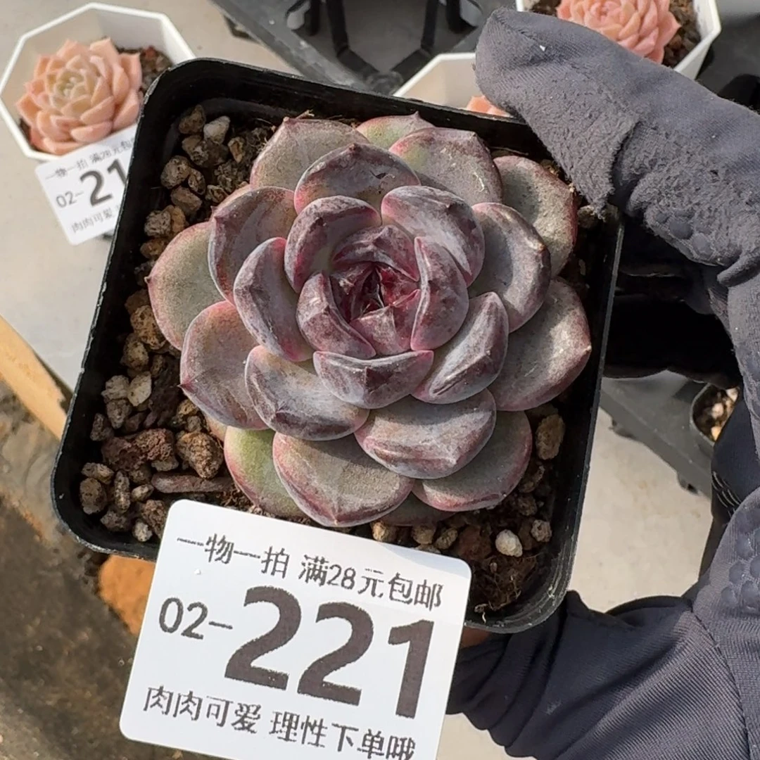 黑冰无盆土发货无