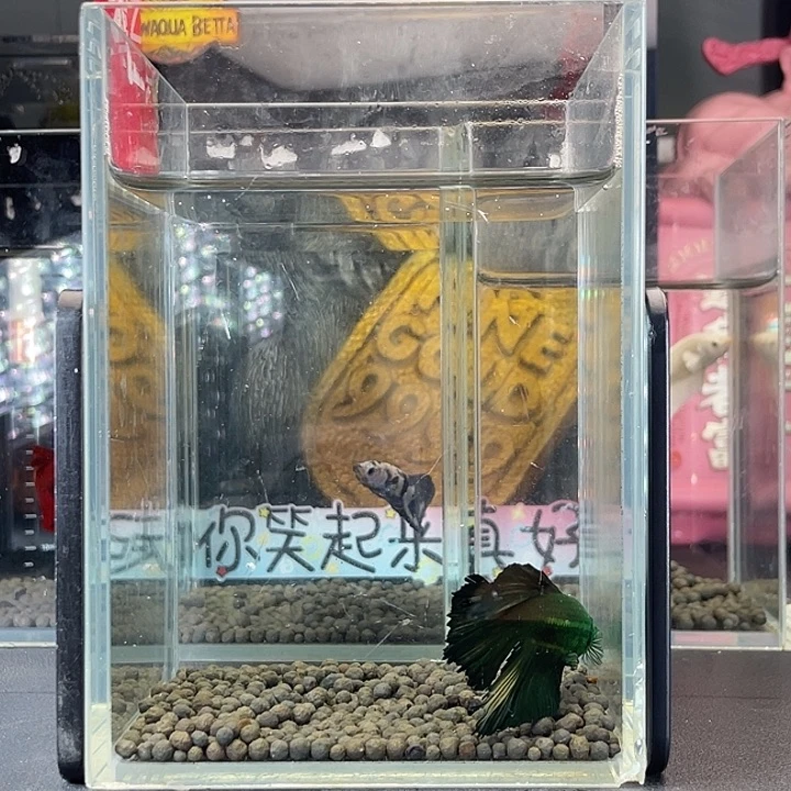 斗鱼43号925早绿半