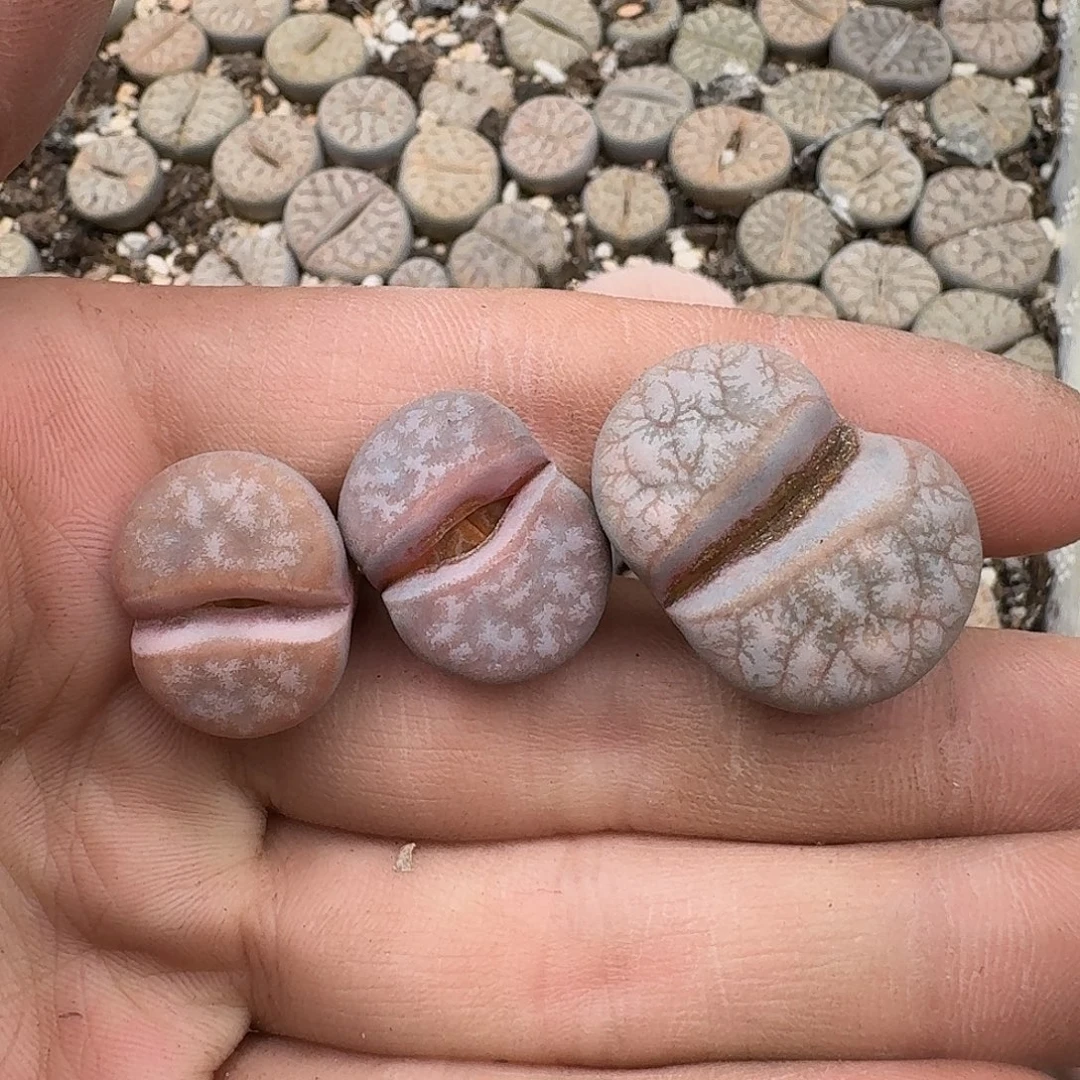 129 满18 包邮保温袋联系客服