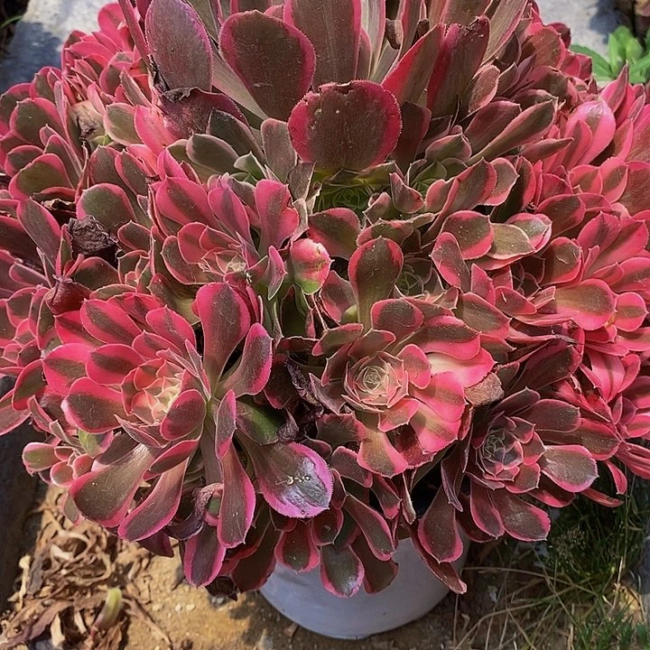 多肉花样年华917多肉