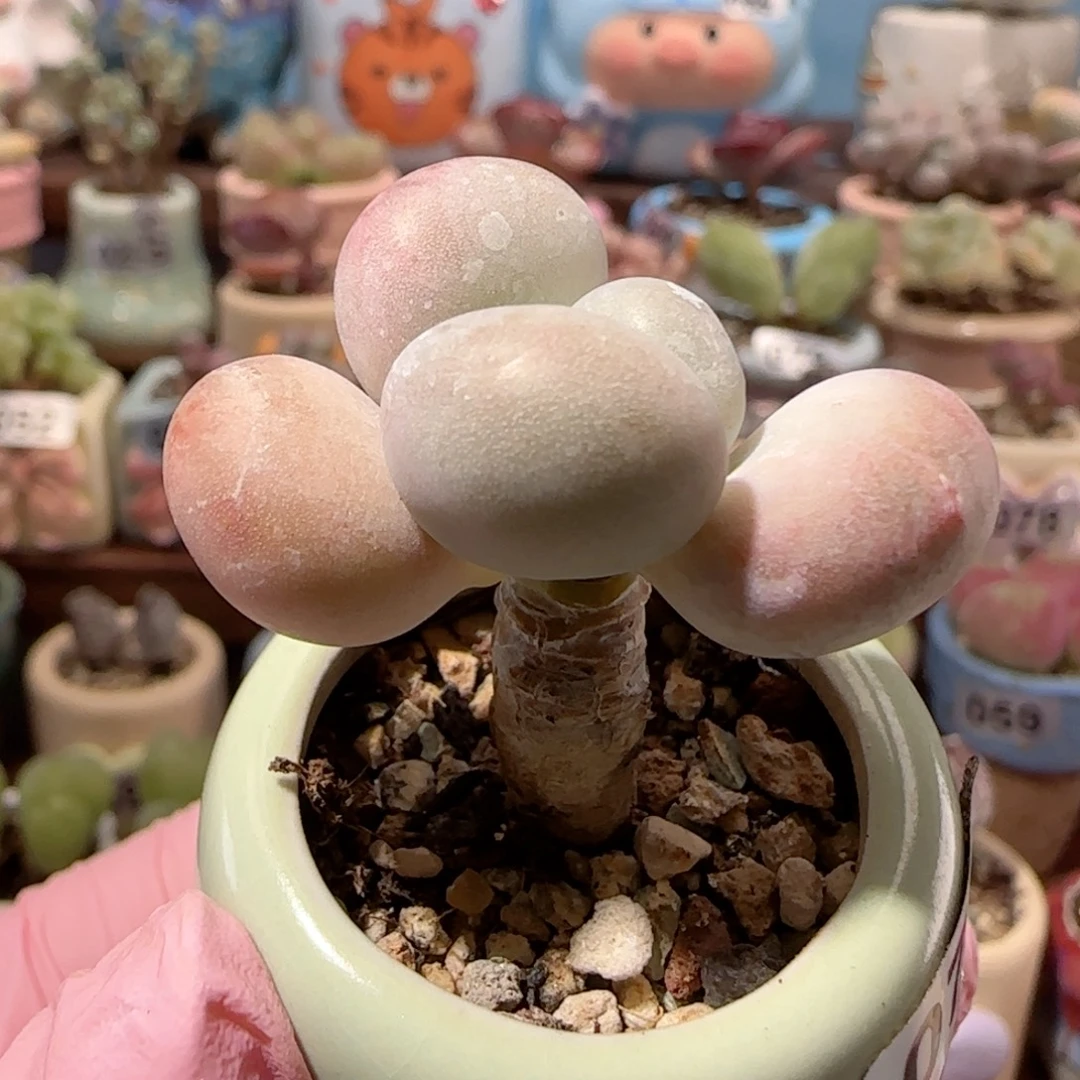 T蛋黄奶盆口2.5cm