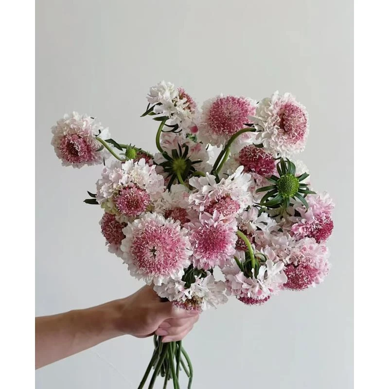 【松虫草1把】云南基地鲜花