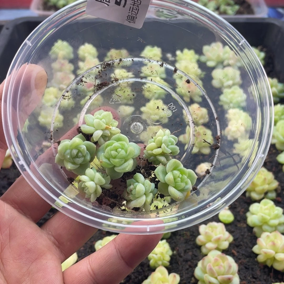 财富现金一物一拍555…