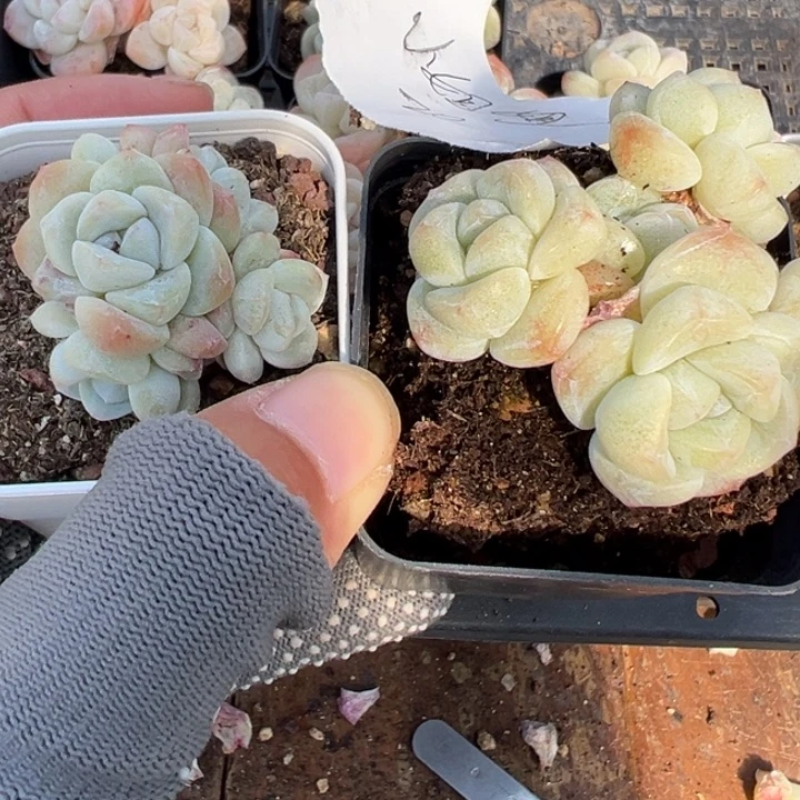 小姐姐一物一拍专拍