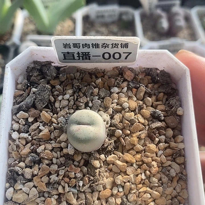 AP种源189f奶油嘴