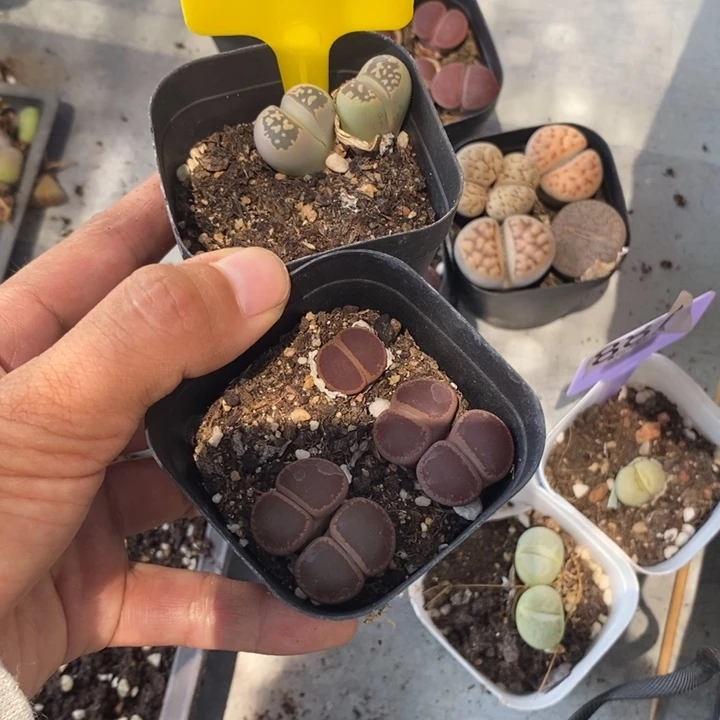 *****生石花等植物的生长888