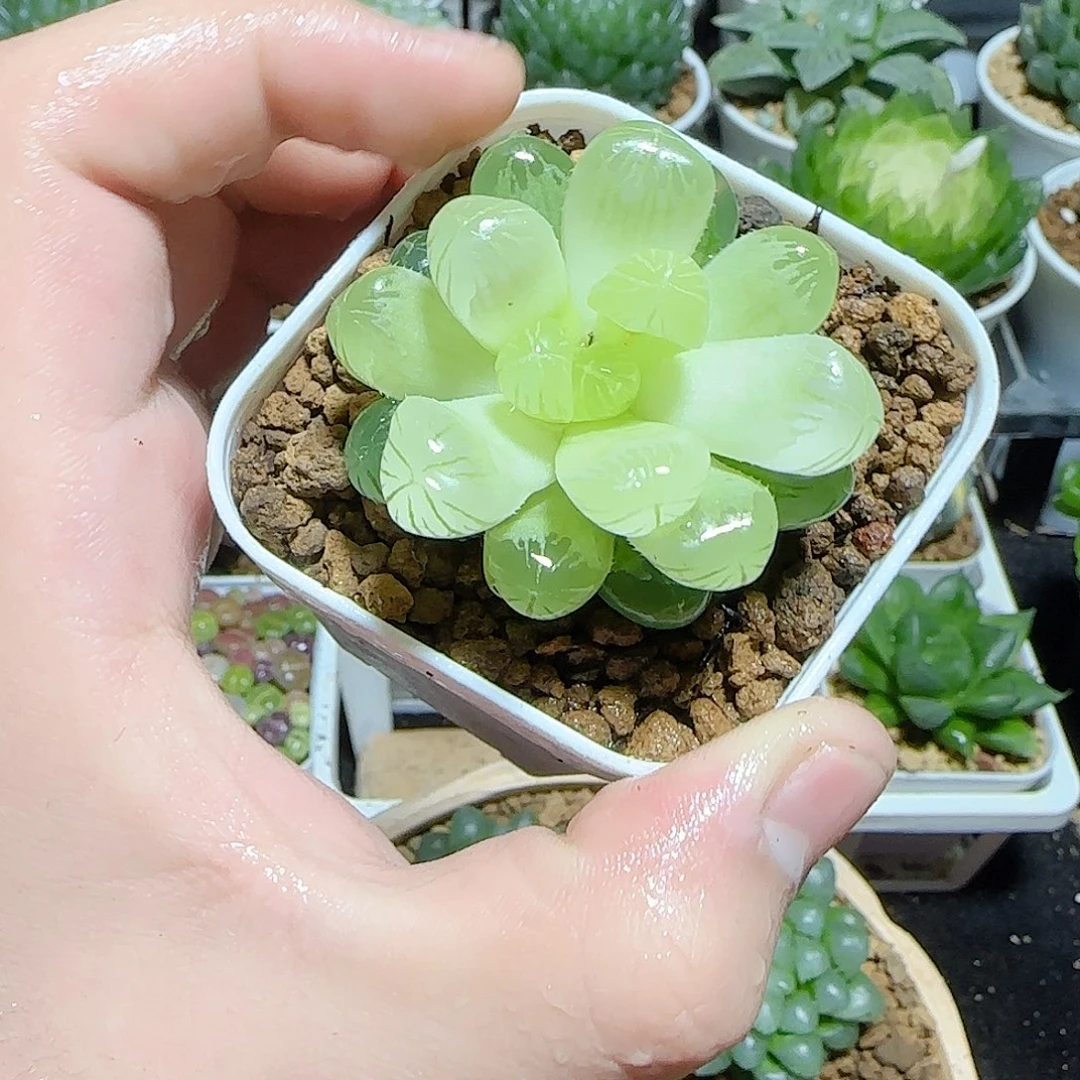 琥珀玉露原盆原土