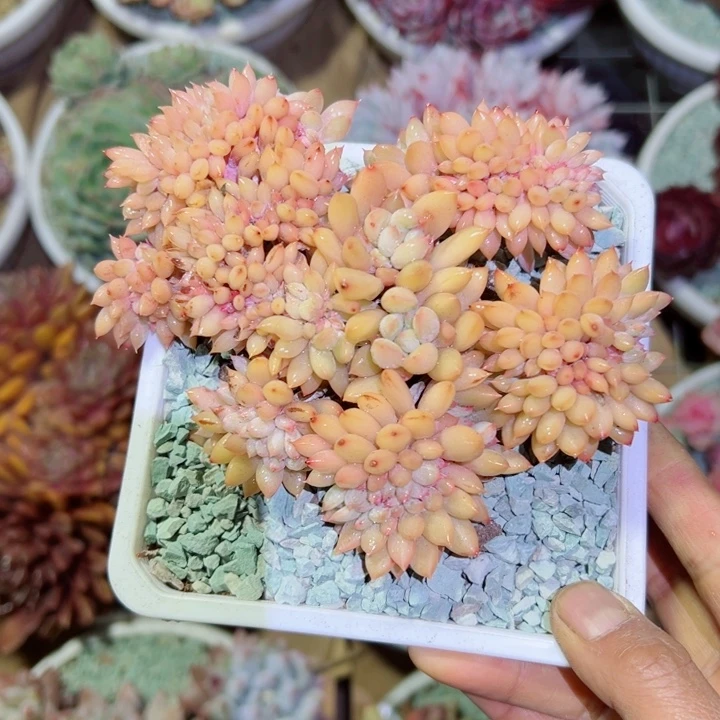 精品多肉植物老桩