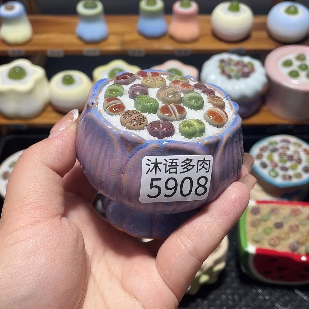 带盆土植物 一物一拍5908盆微瑕