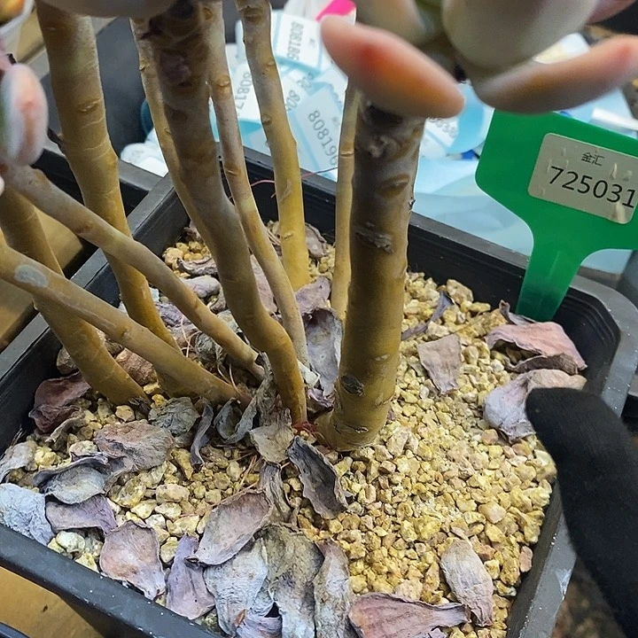静**情灰姑娘福利多多725031