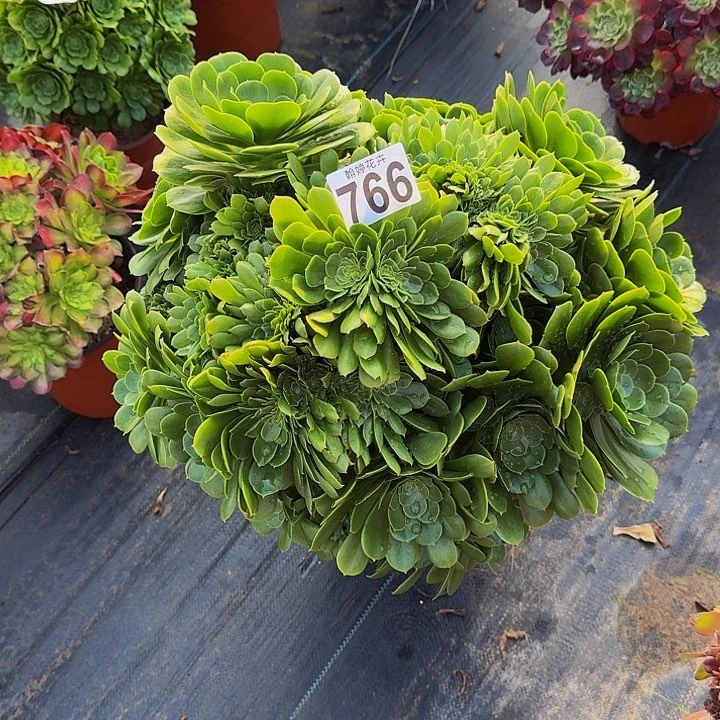 0000000000000000766绿缀