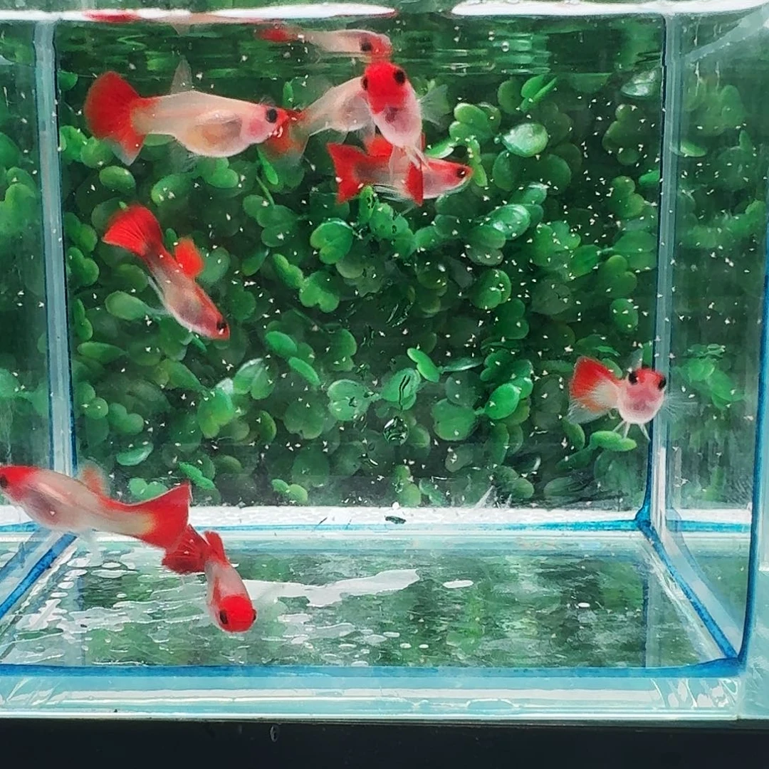 孔雀鱼红头玻璃猫8条