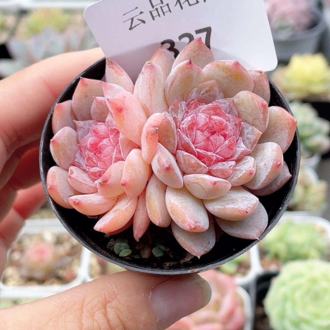 327号糖心冰心珍妮 泪钻