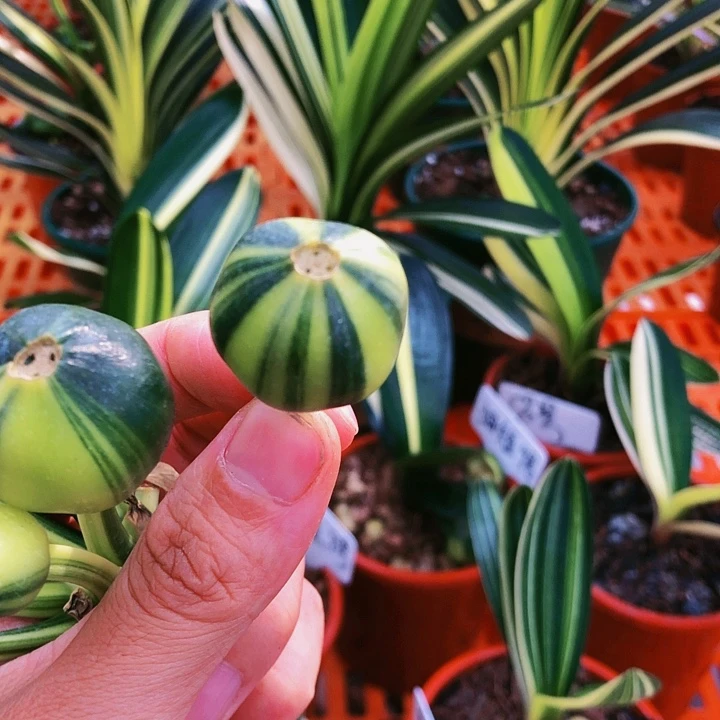 【闪购商品】完全开放恒*