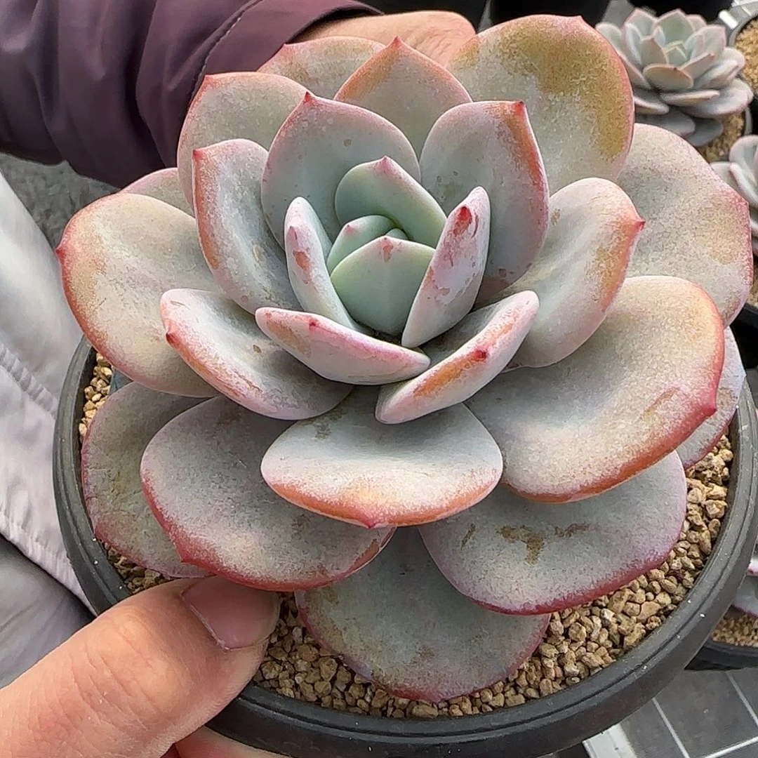 从前慢甄选多肉甄选大奶茶