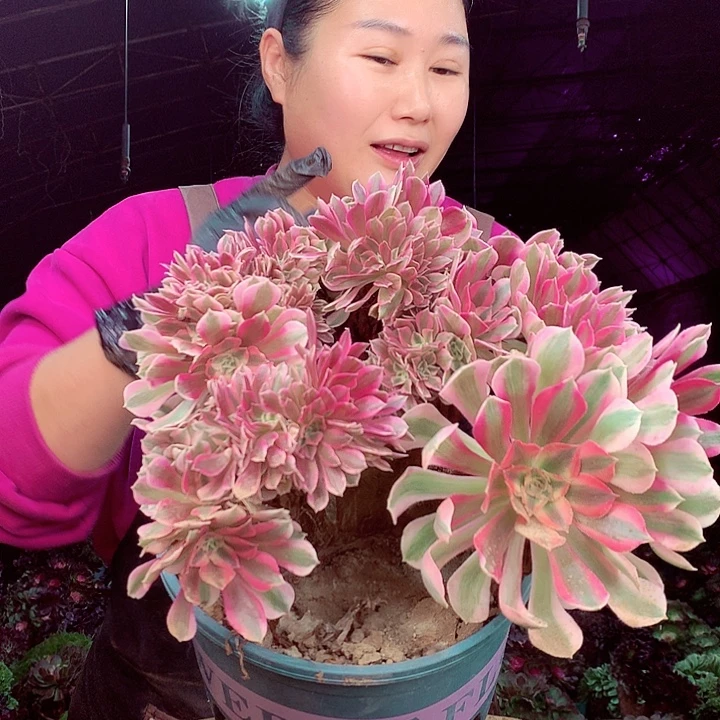 柒柒精品多肉脱土发货不包断侧枝684