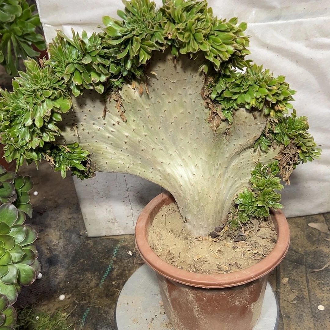 多肉382植物原始绿缀花