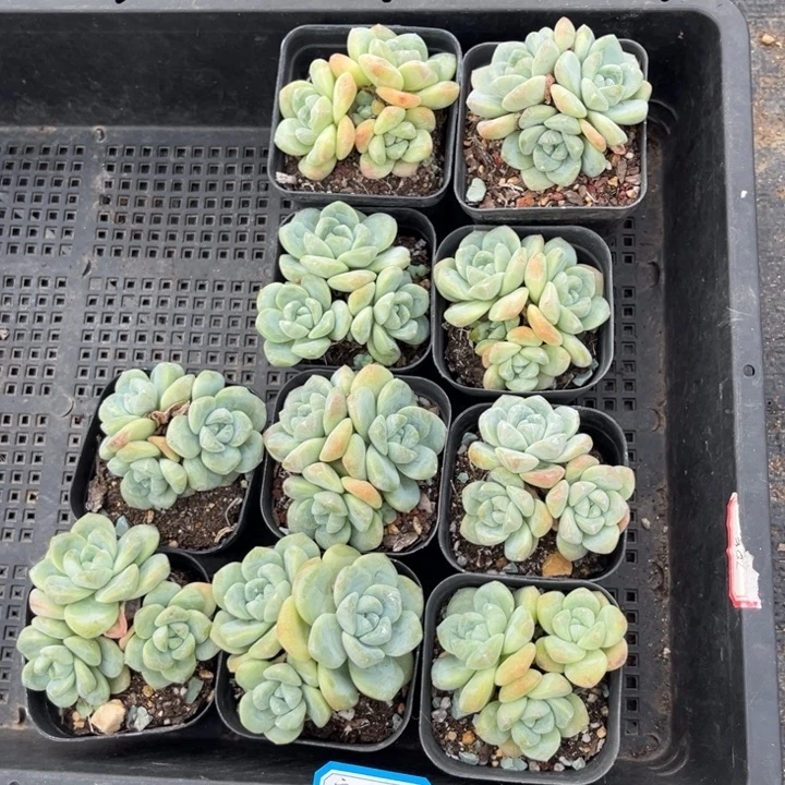 初***磐冰玉多肉七方盆一组