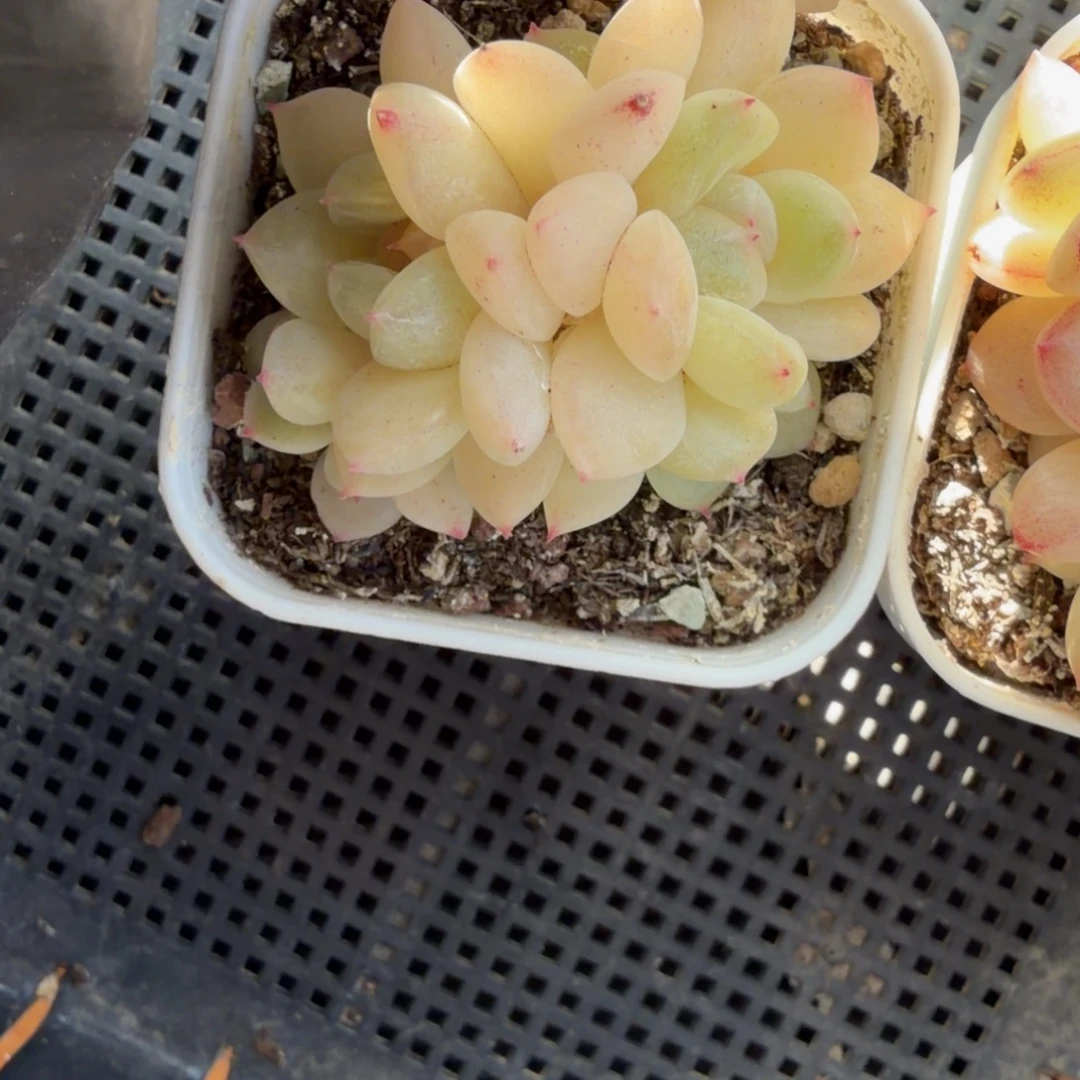 宇***骨东篱下多肉植物哈哈哈81
