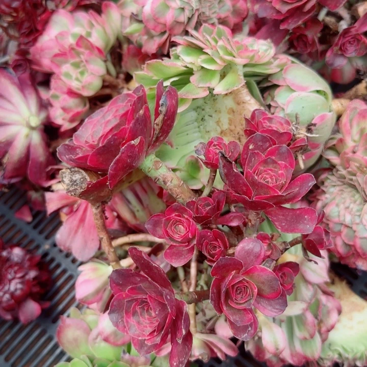 多肉 淘宝福利美菱玫多