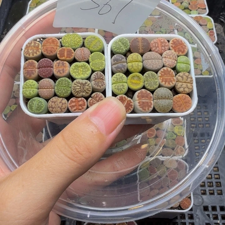 多肉植物的生长567