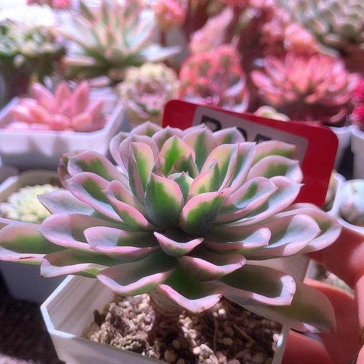泪无痕覆轮锦有根