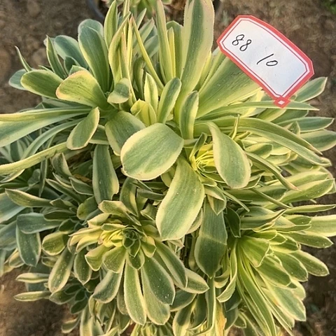 多肉植物金丝88号