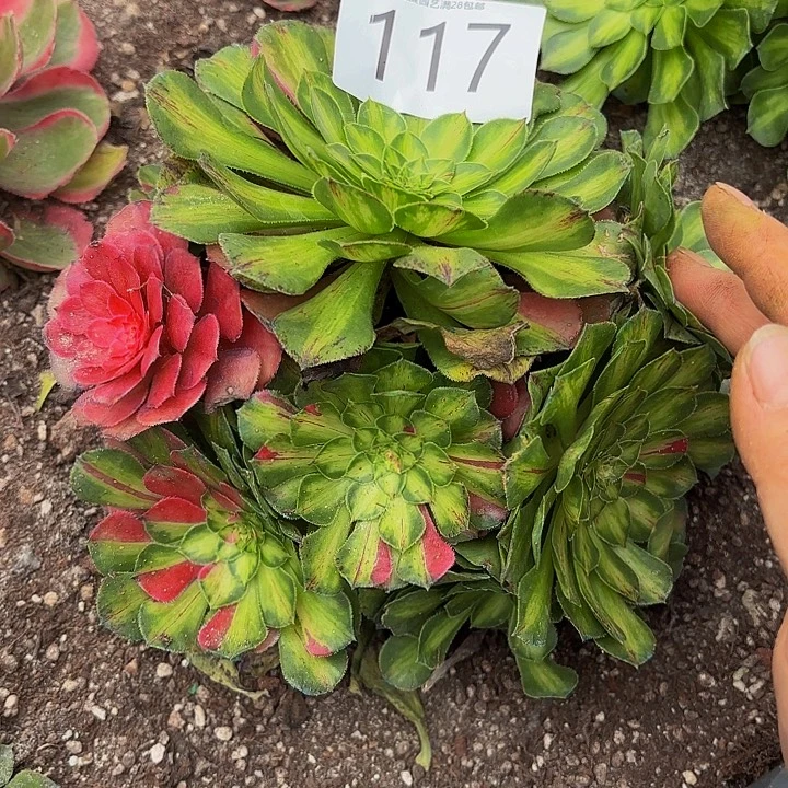 多肉植物福利来117个