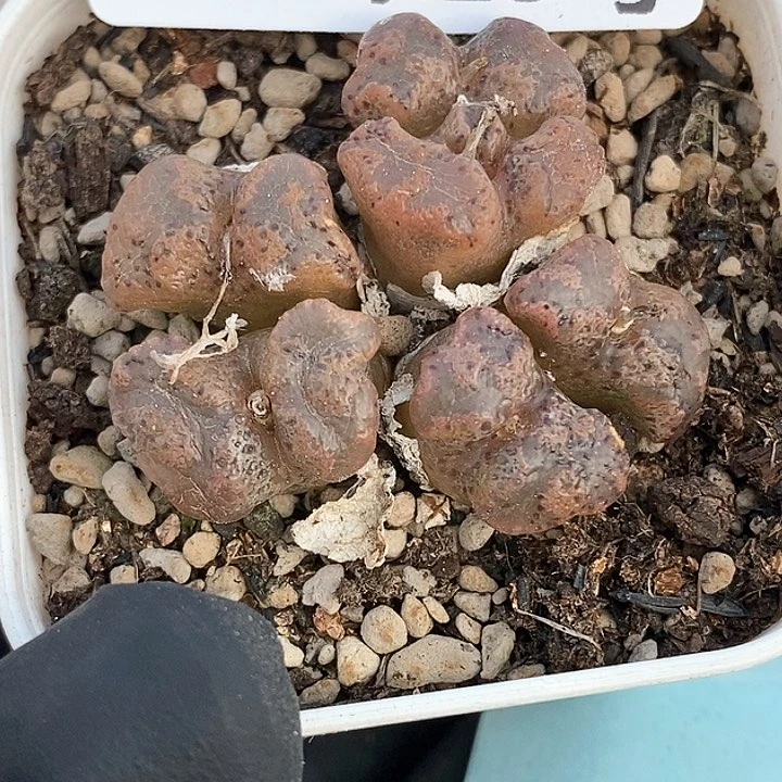 桃喜花园0207-25勋章