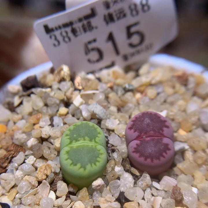 Sss精品生石花515