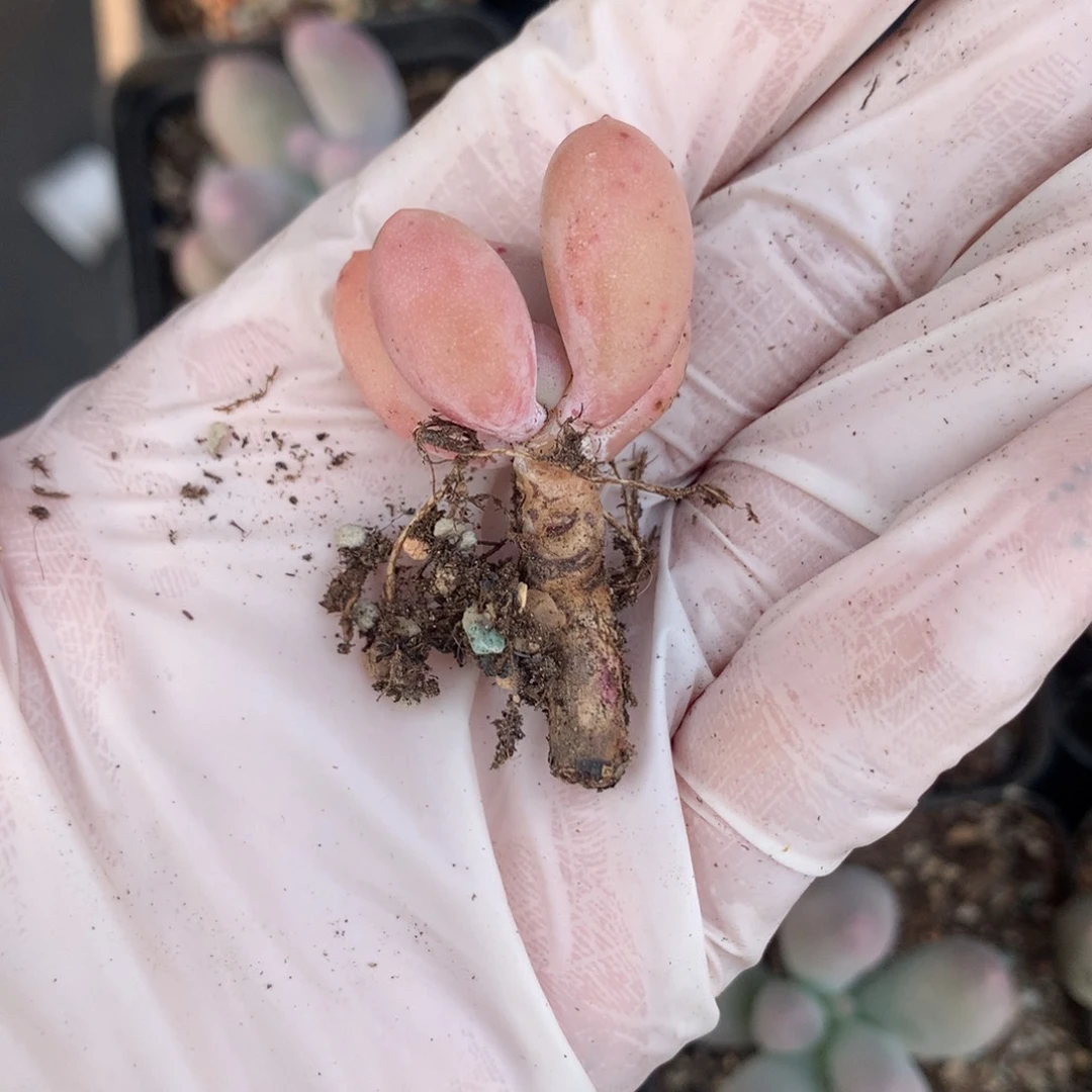 蛋黄奶酪多肉 蛋黄奶