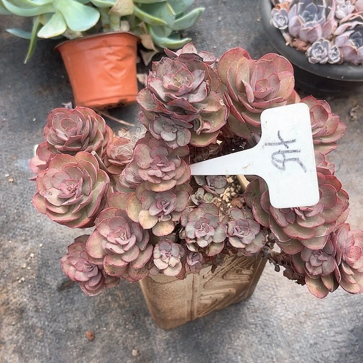 晨语多肉，一物一拍秀妍65