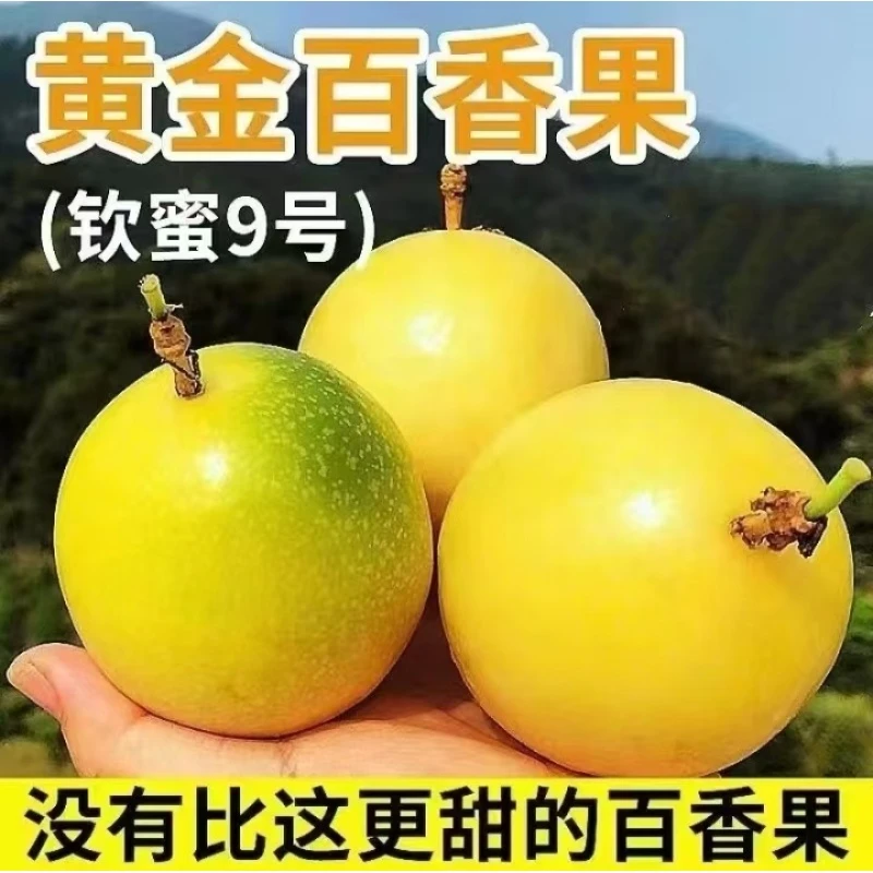 广西钦蜜九号黄金百香果5斤带箱
