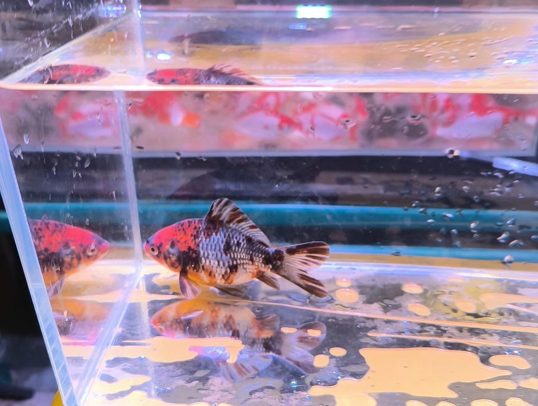 金鱼品相自鉴品相自鉴