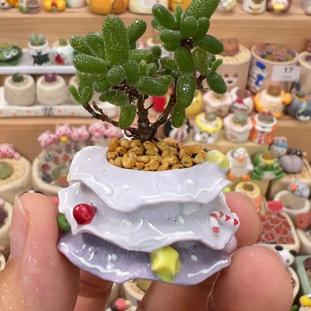 多肉植物48号圣诞树