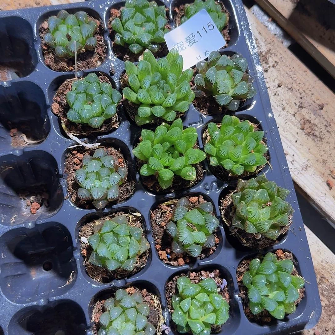 直播福利一物一拍115