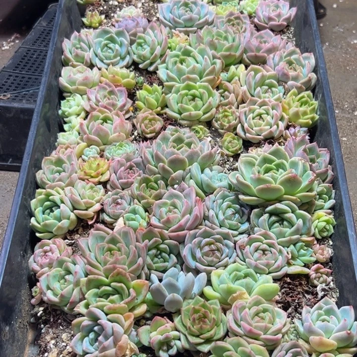 昔***北045多肉的小龙虾都有吃的