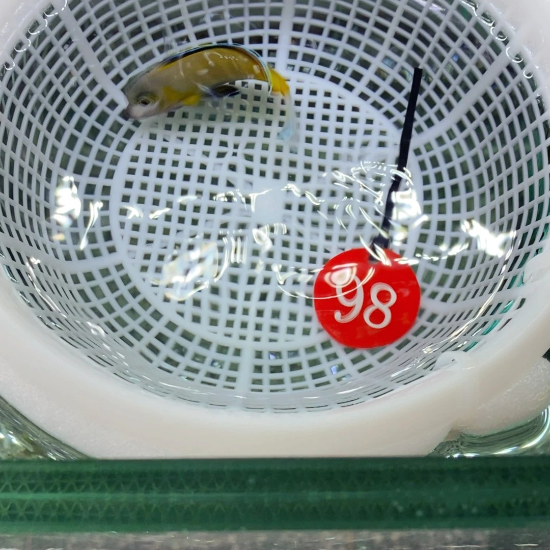 海水鱼七彩吊98活动