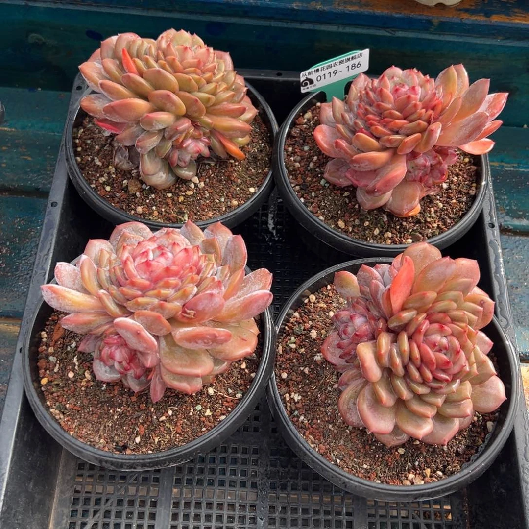 从前慢多肉精选编号0119.186