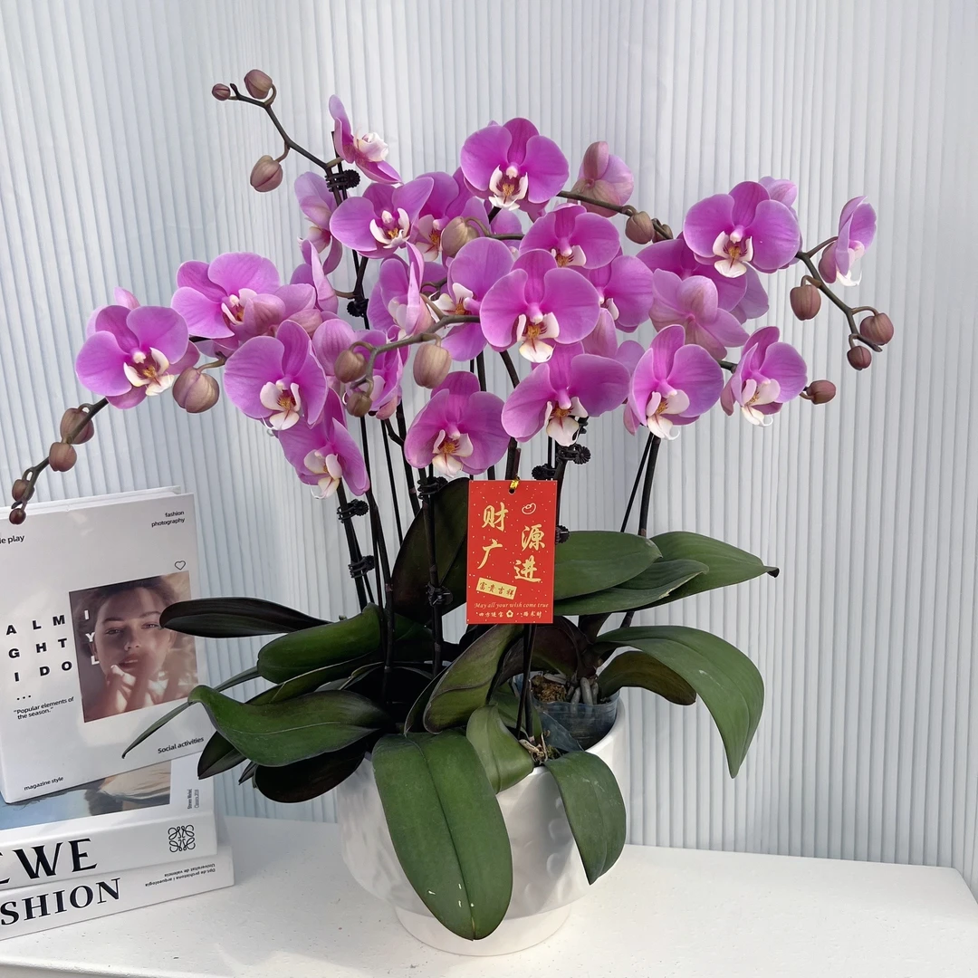 蝴蝶兰《安娜》年度爆款花艺术组盆绿色美观花色娇艳耐养室内花5-5
