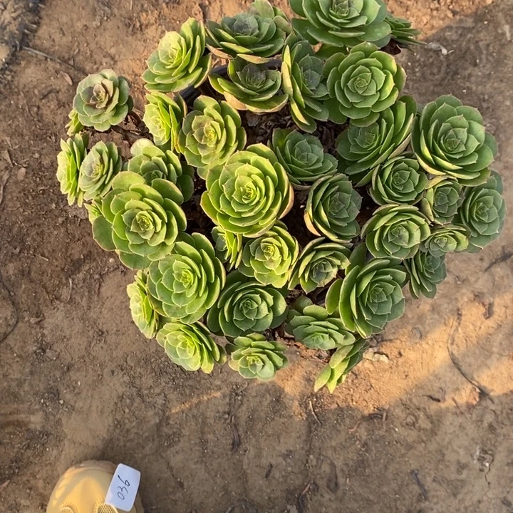 万圣节有断枝55多肉植物法师法师法师