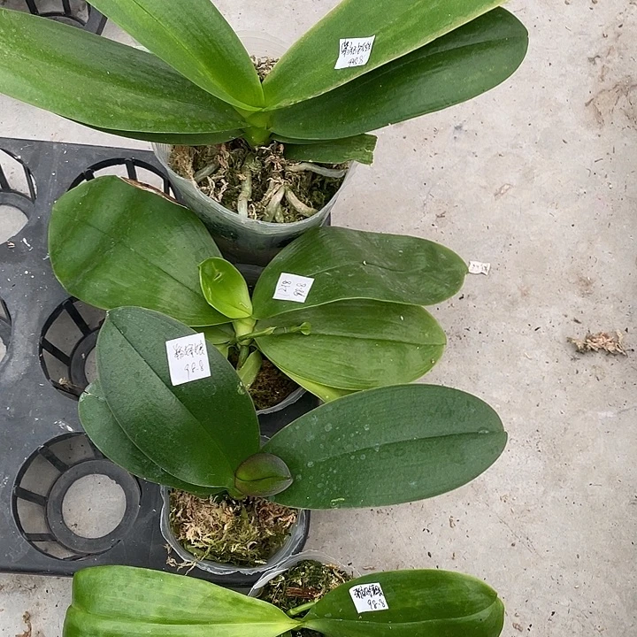 完全开放处理雅风情歌带花剑➕粉娇娘➕1218➕紫玉铃铛4不售后