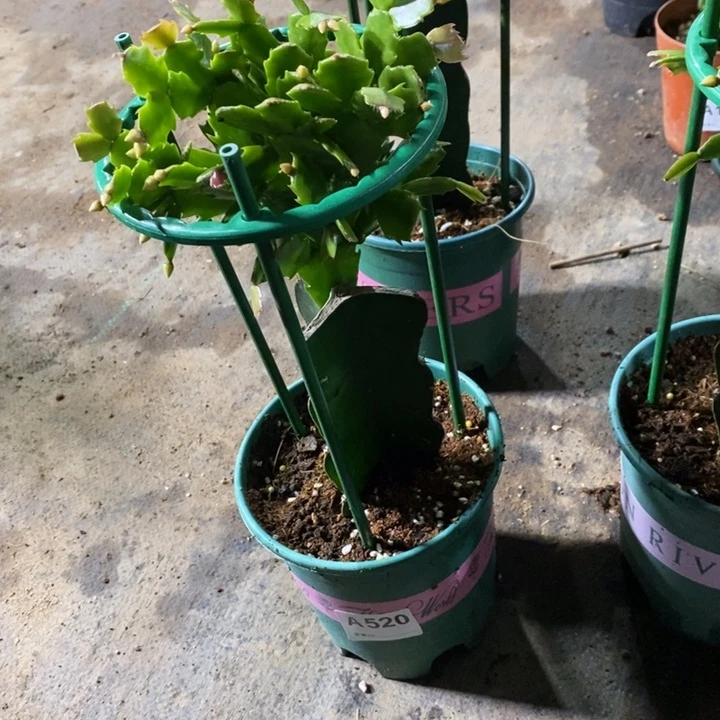 当前无花栽培后可以开花520嫁接066