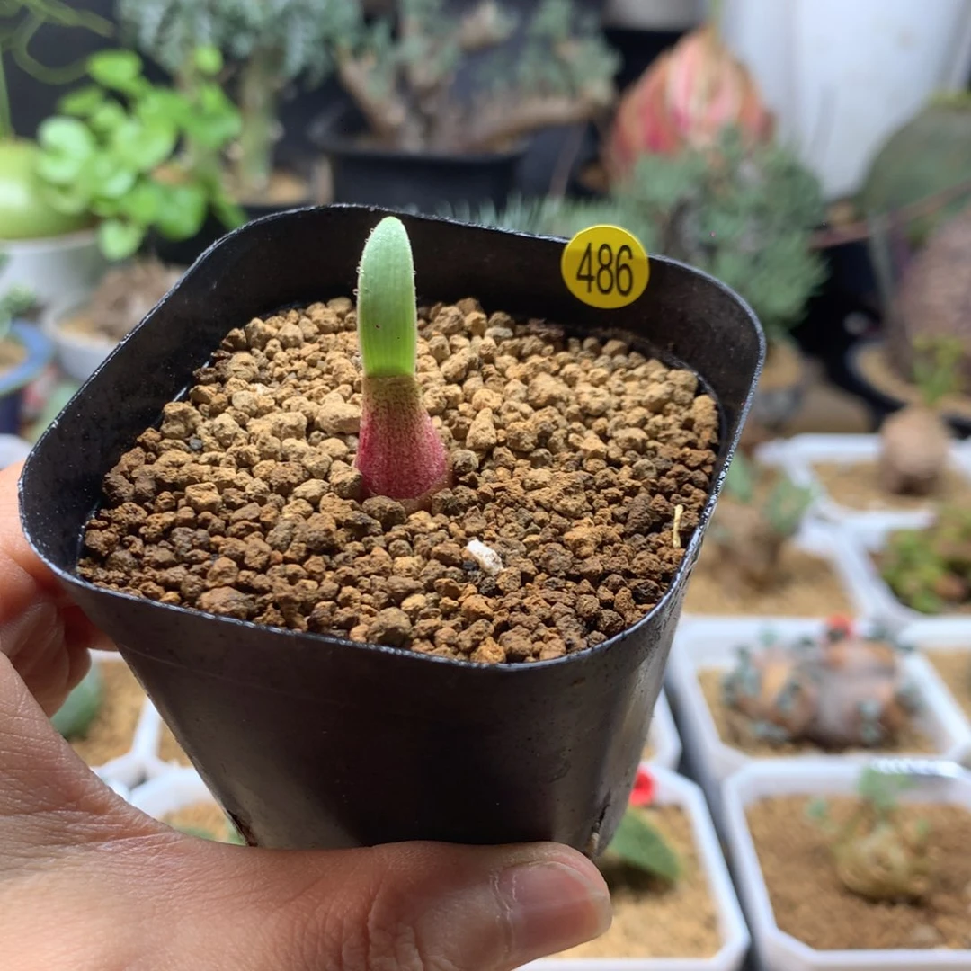 巨波叶血莲多肉带盆