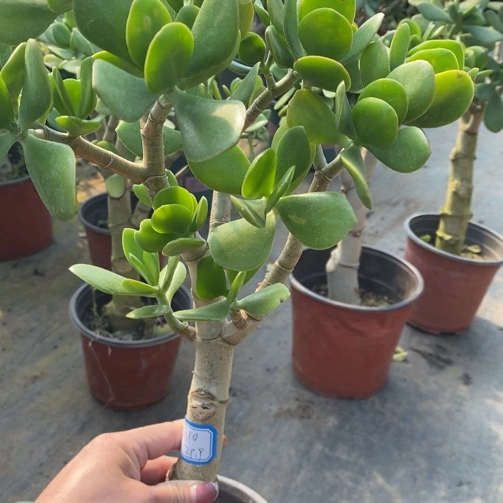 原始老青一物一拍