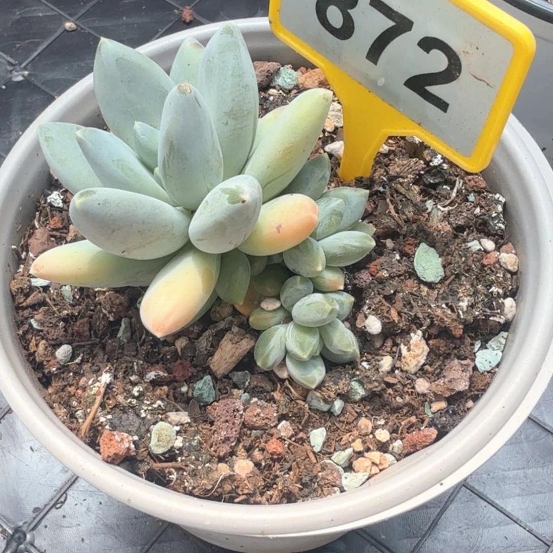 七彩三色多肉植物872