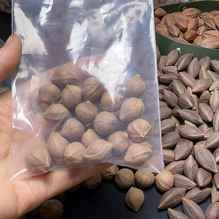 疯***號橄榄核手串/手链素核